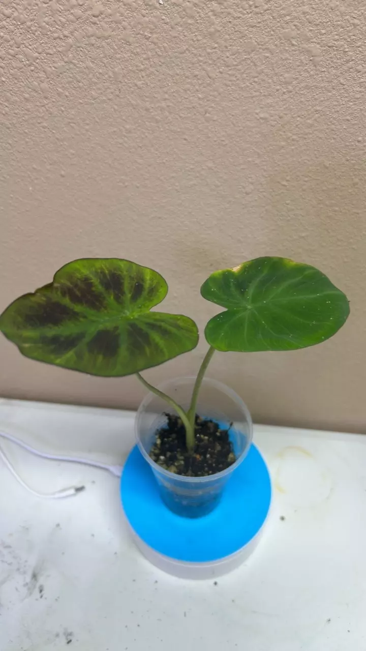 Colocasia Esculenta NOID thumbnail