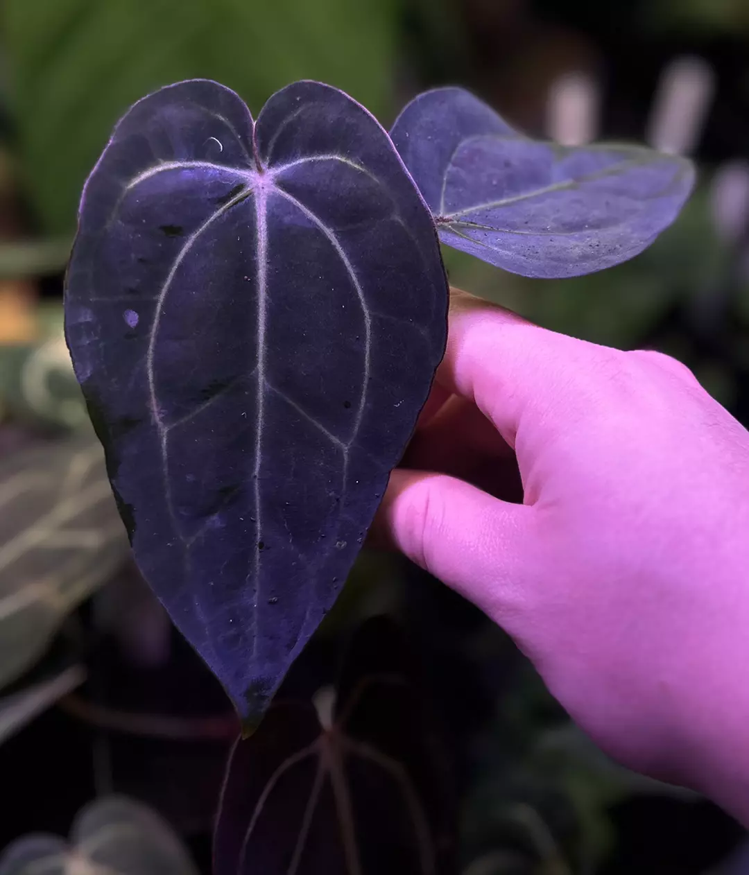 carlablackiae RA5x10 x (dress RG F2 x carla "Amanda") *grower's choice* thumbnail