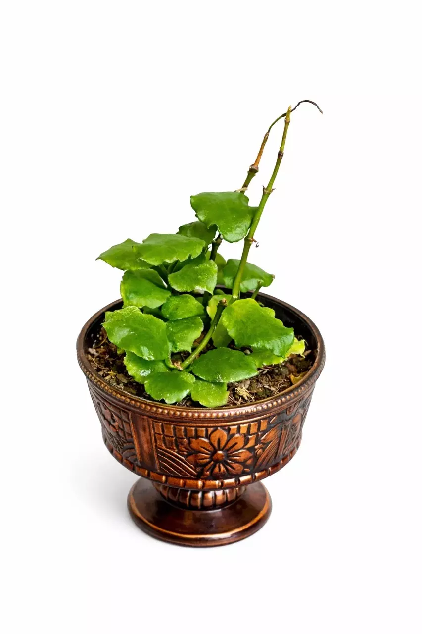 3” Hoya Endauensis thumbnail