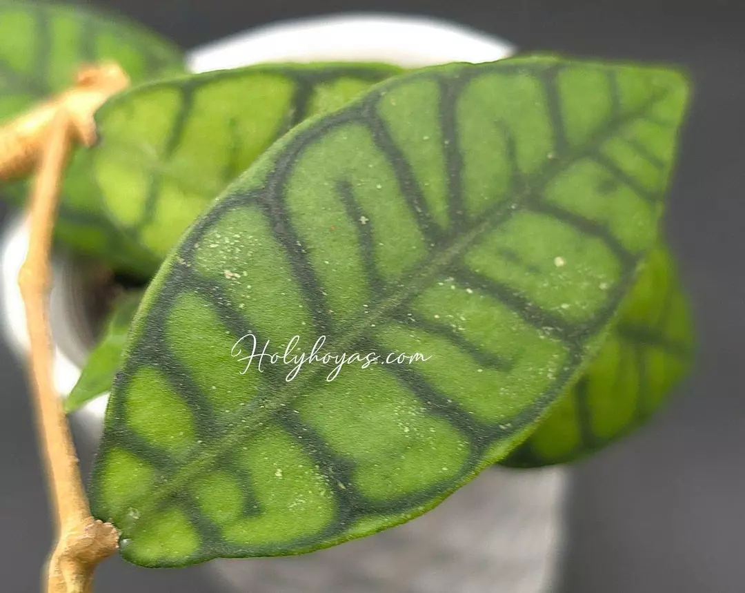 Hoya Callistophylla thumbnail