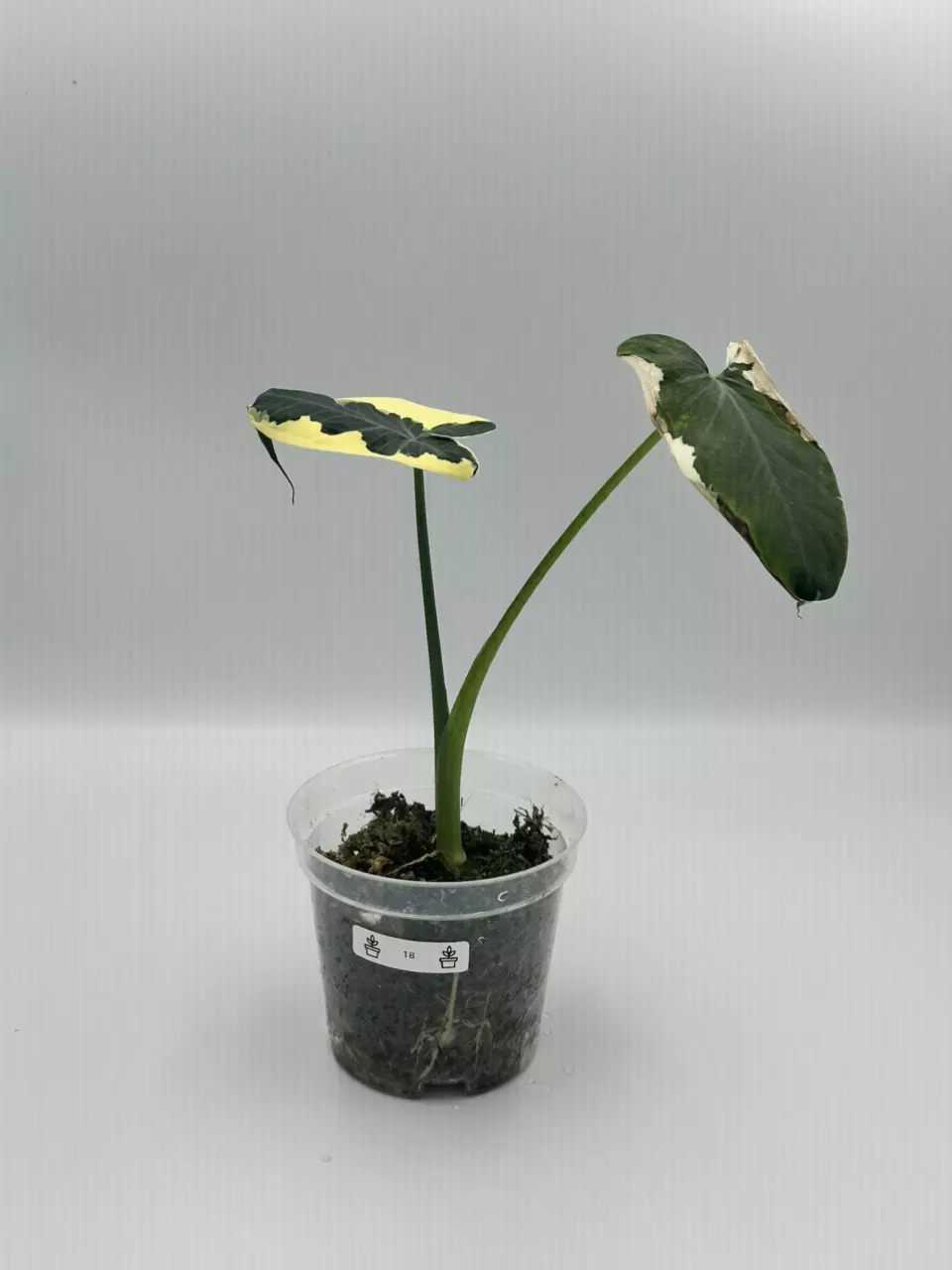Micky Mouse Alocasia - Sellers Choice thumbnail