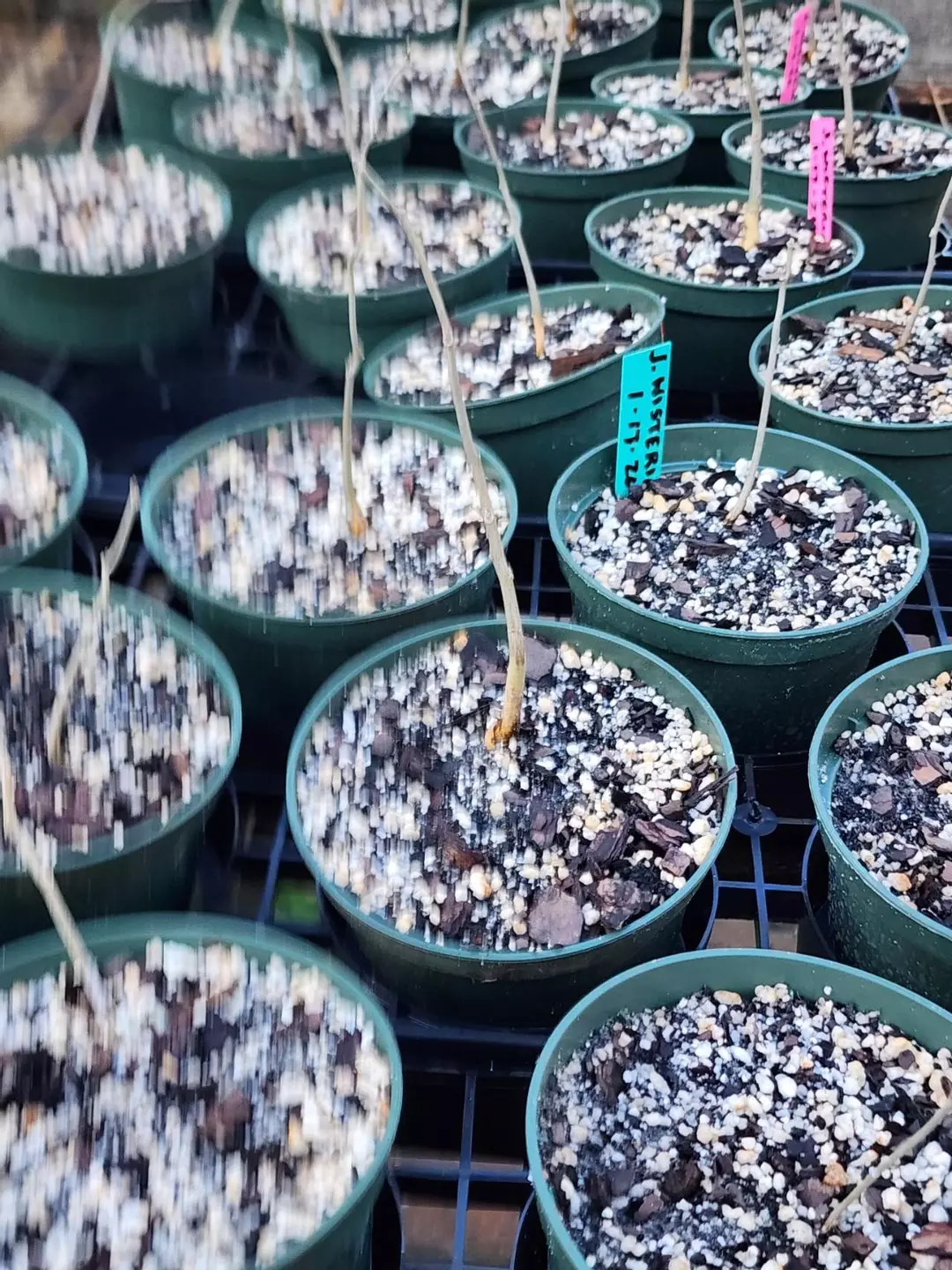 Japanese wisteria in 6" pots sellers choice thumbnail