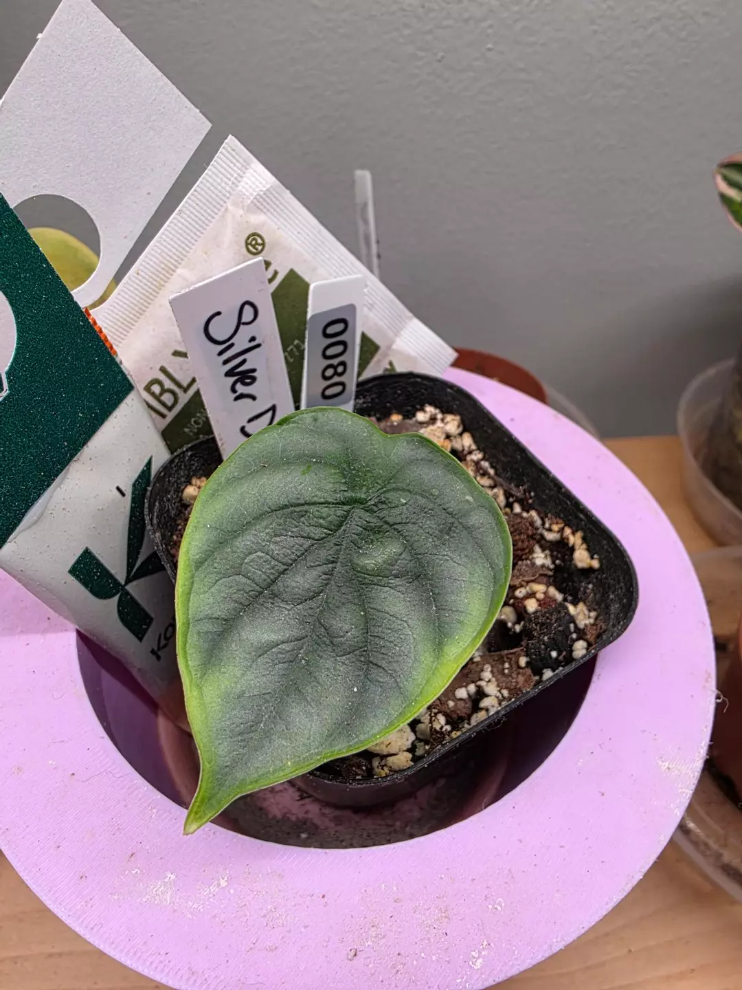 0080 silver dragon thumbnail