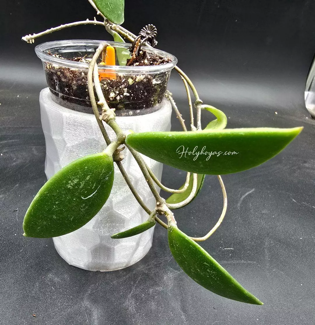 Hoya Unknown Gray IML1870 thumbnail