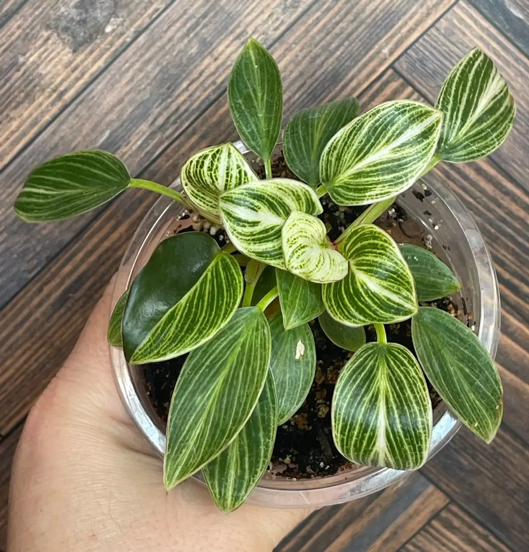 Philodendron Birkin thumbnail