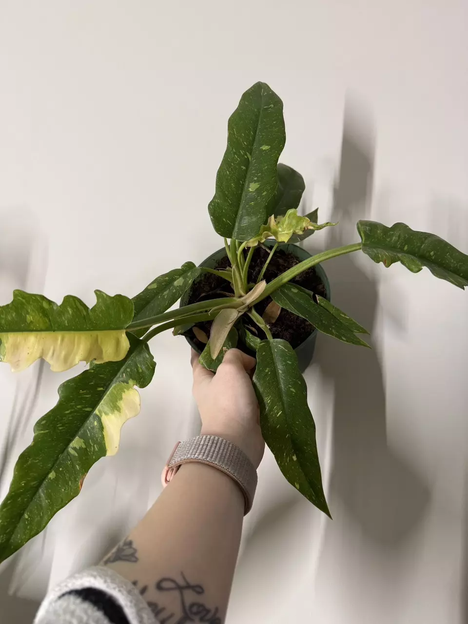 Ring of fire thumbnail