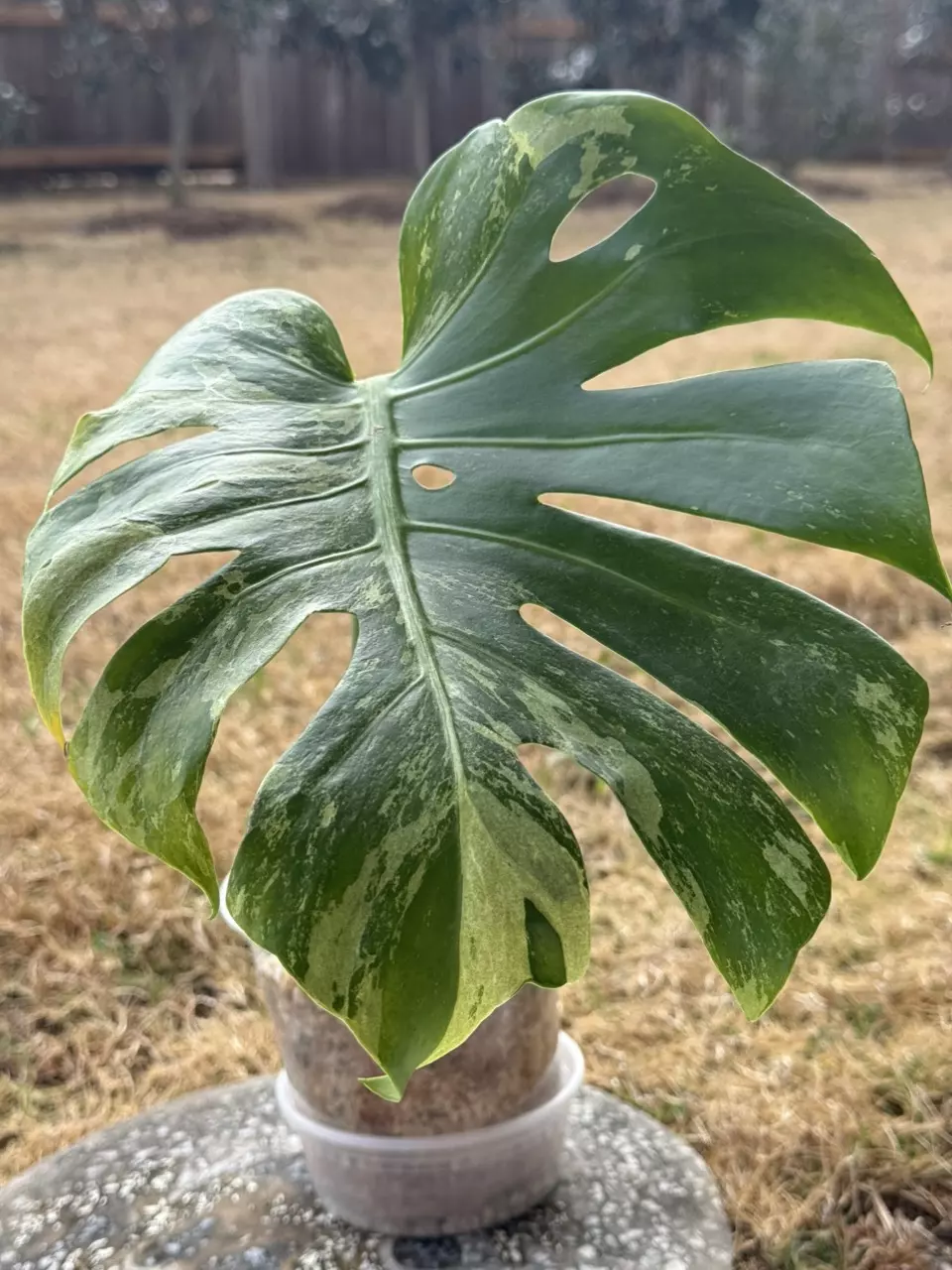 🌿Monstera Masterpiece thumbnail