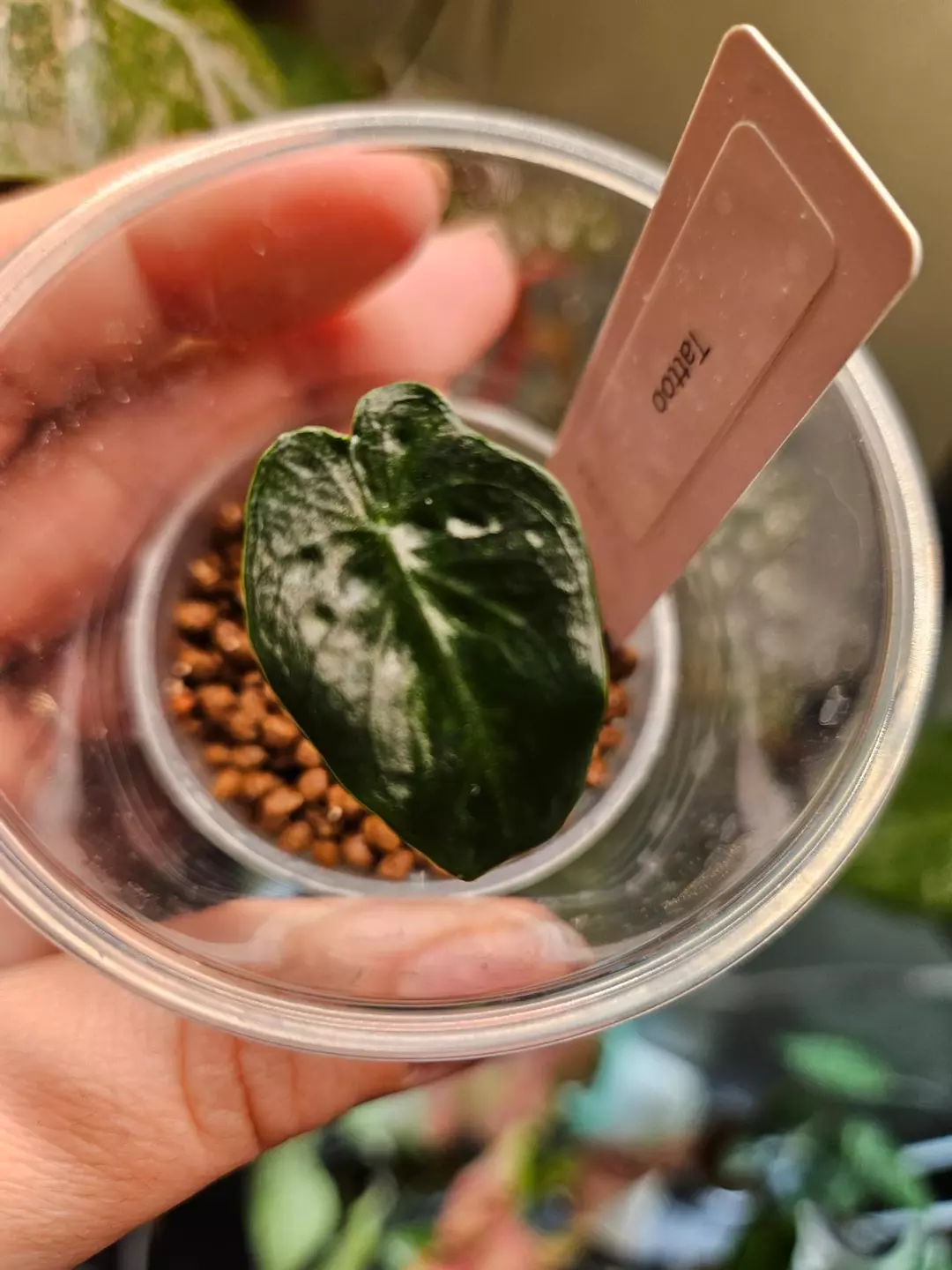 Alocasia frydek tattoo sprouted corm thumbnail