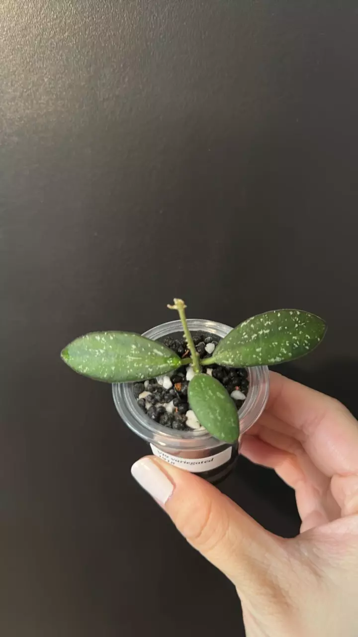Hoya VL9 variegated 1918 thumbnail