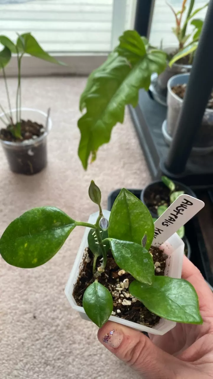 Hoya Keysii 2 in planter thumbnail