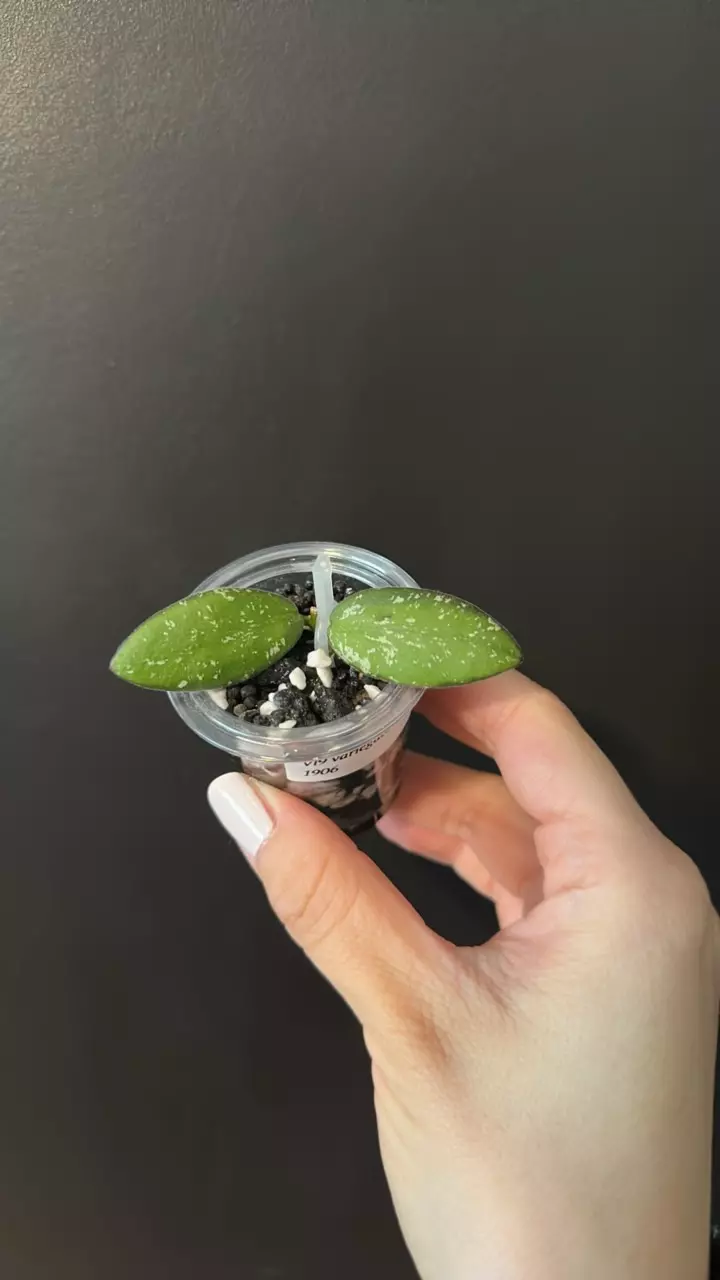 Hoya VL9 varigated 1906 thumbnail