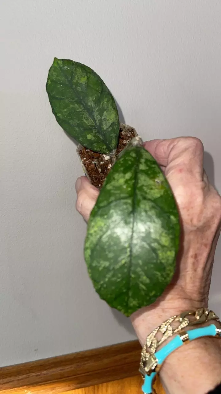 163 Hoya sp. Vietnam AH-001 (often labeled Hoya AH 0001) thumbnail