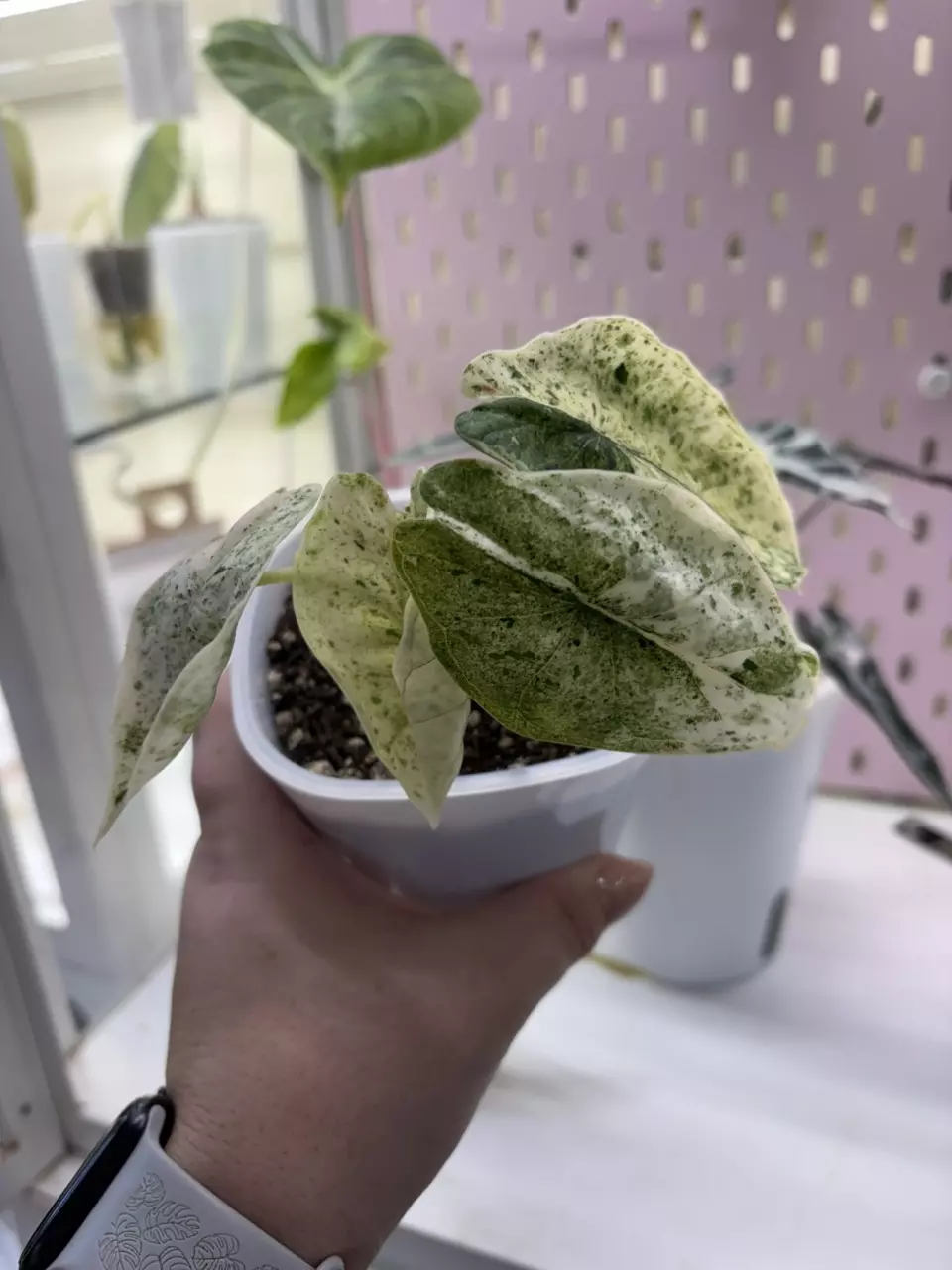 Alocasia Dragon Scale Mint pup thumbnail