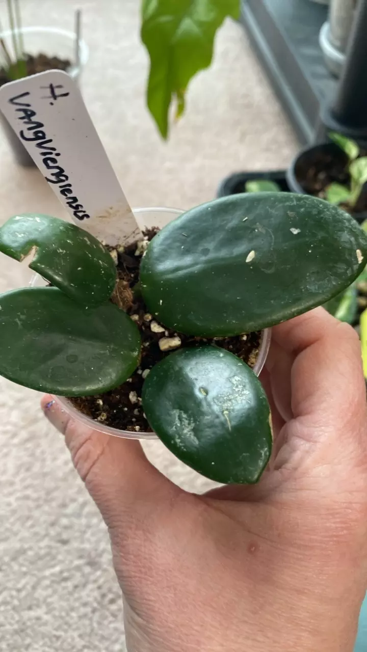 Hoya Vangviengiensis 2 in planter thumbnail