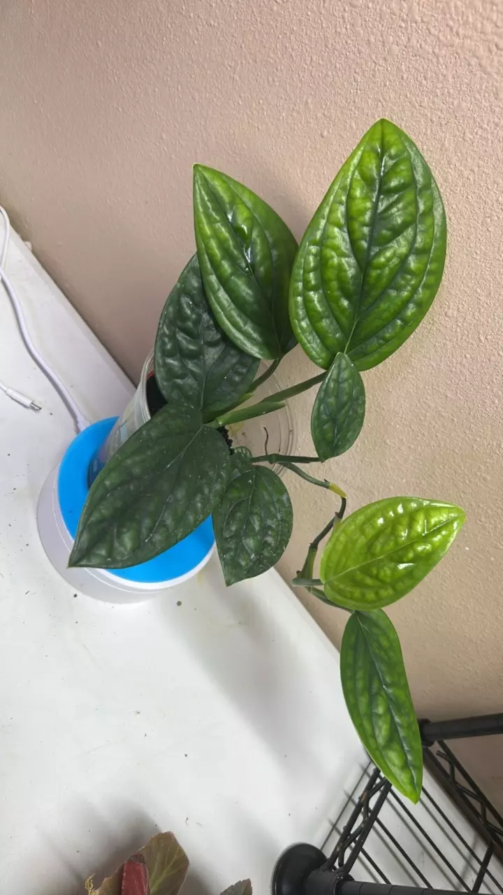 Monstera Peru thumbnail