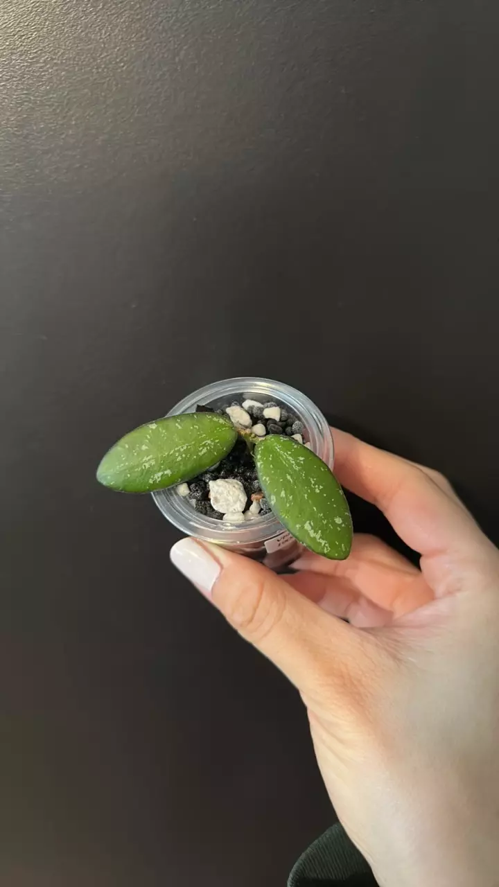 Hoya VL9 variegated 1908 thumbnail