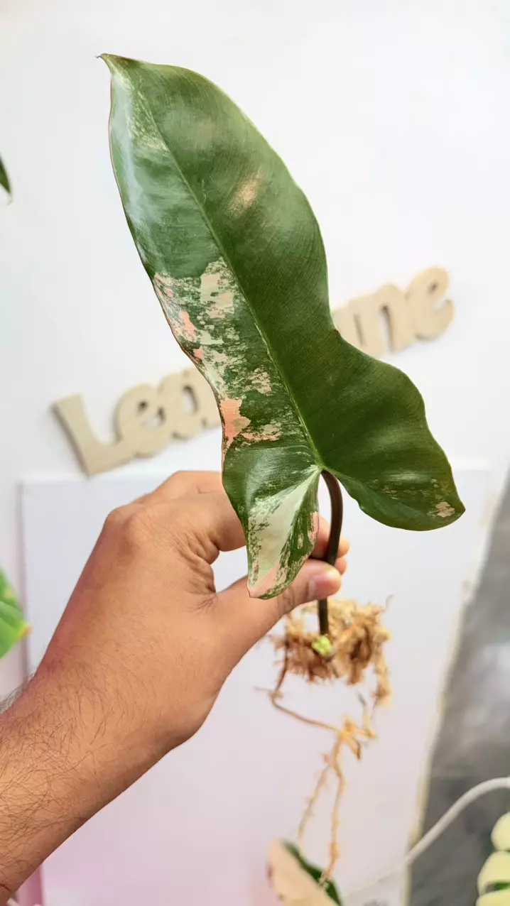 Philodendron Brown Beauty rooted 4 mid node thumbnail