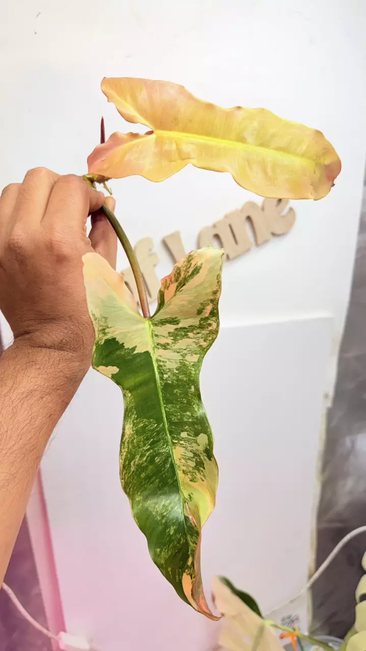 Philodendron Brown Beauty rooted top cut thumbnail