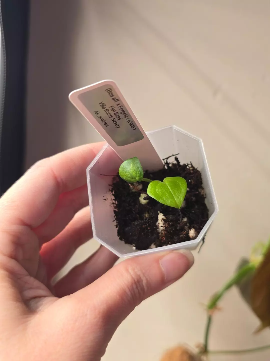 #0244 (Bess aff. X Forgetii) x (Carla x Flat Bess) thumbnail