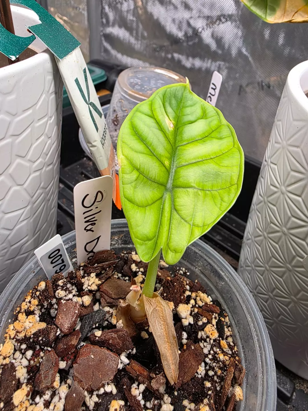 0079 silver dragon thumbnail