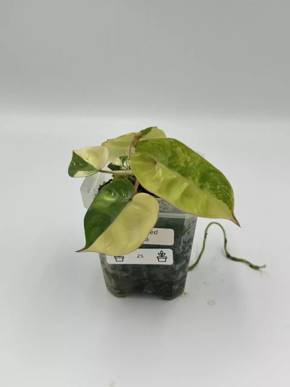 Variegated Billietiae Sellers Choice thumbnail