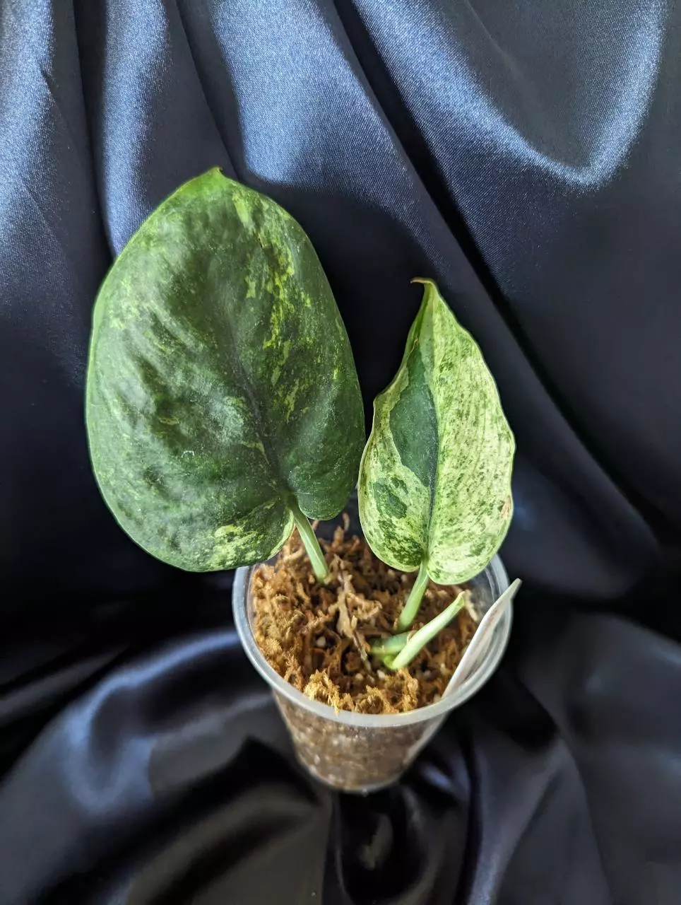 Scindapsus Leopard Aurea thumbnail