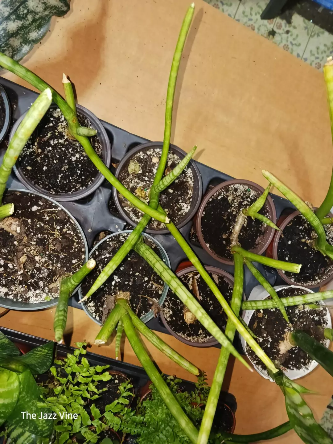 Sansevieria cylindrica thumbnail