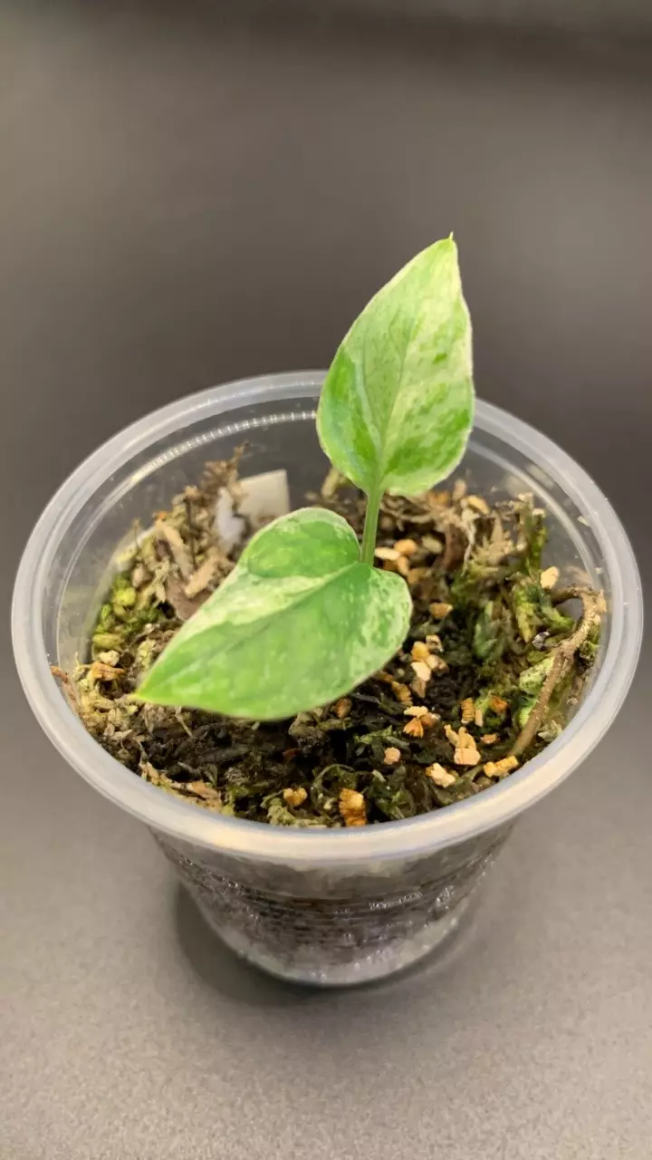 0204 Epipremnum Pinnatum Blue Silver NEW CULTIVAR thumbnail