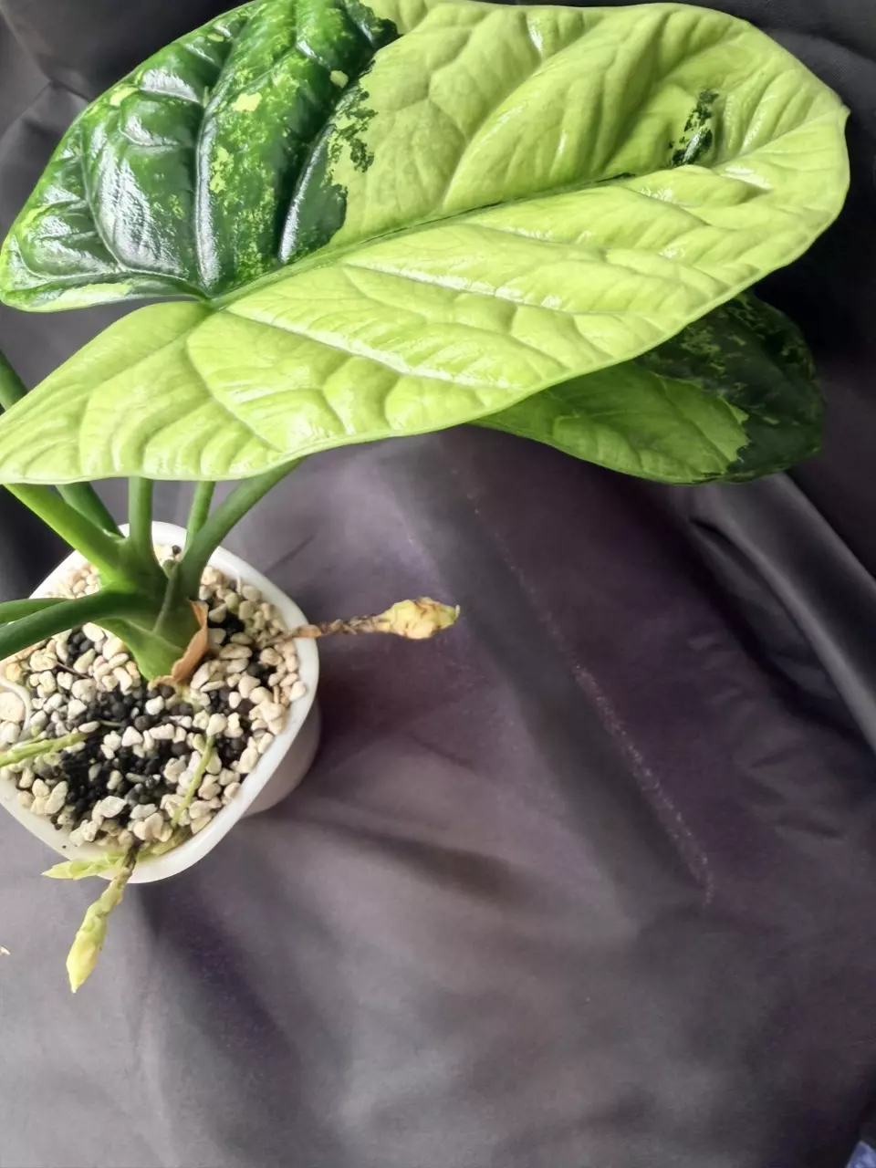 Alocasia Sinuata Albo: CORM ONLY thumbnail