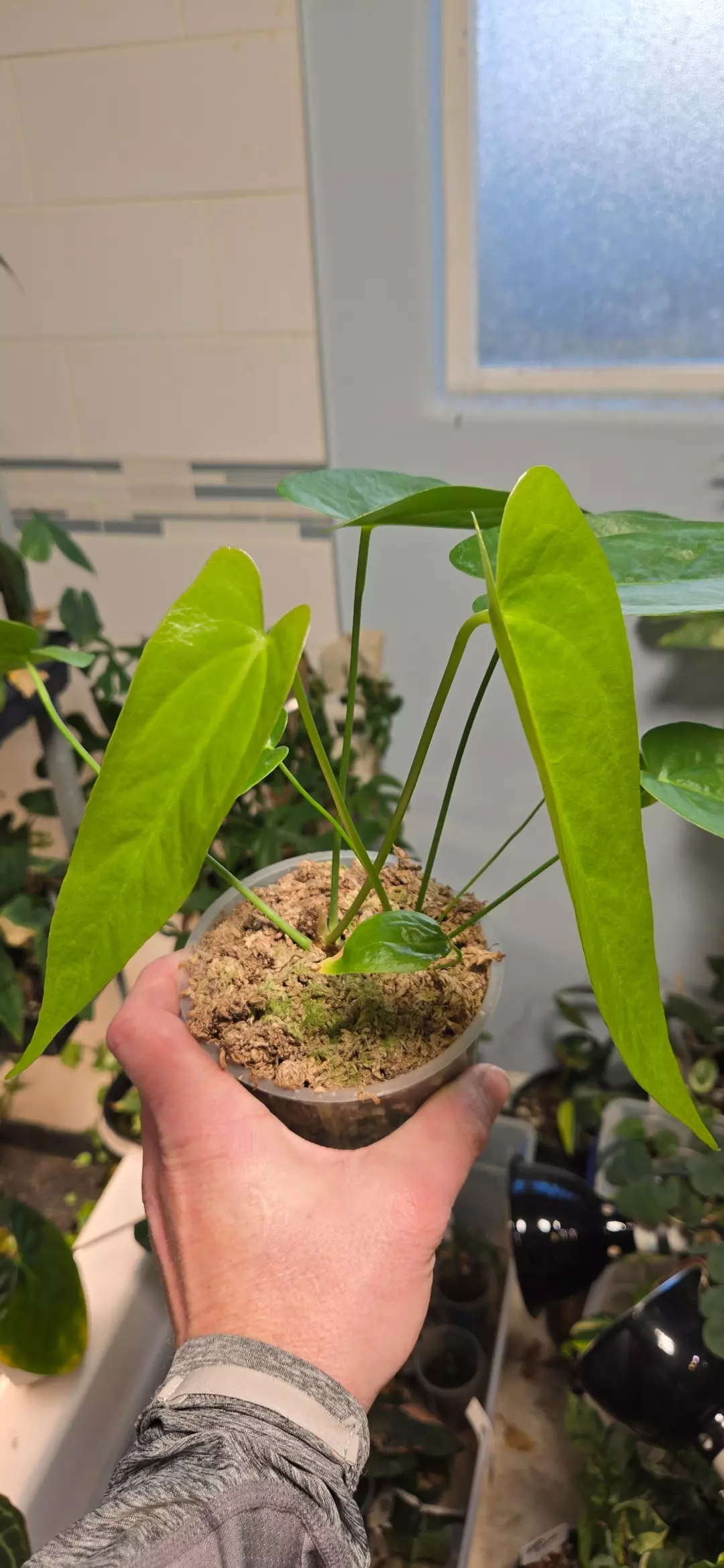 Anthurium chiapasense (seed grown) thumbnail