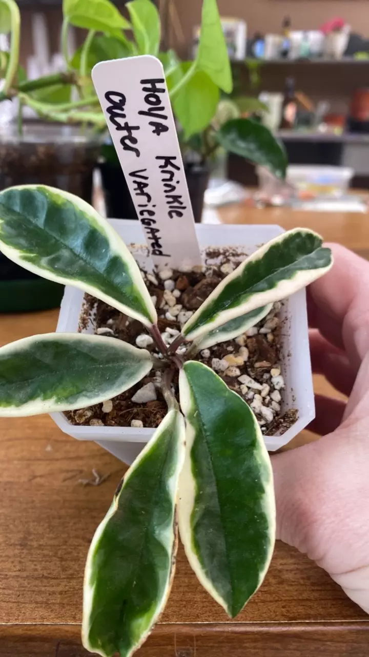 Hoya outer variegated Krinkle thumbnail