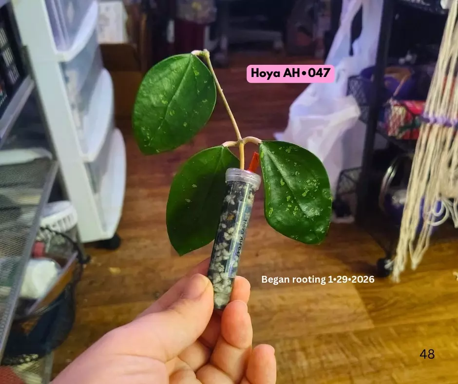 Hoya AH 047 thumbnail