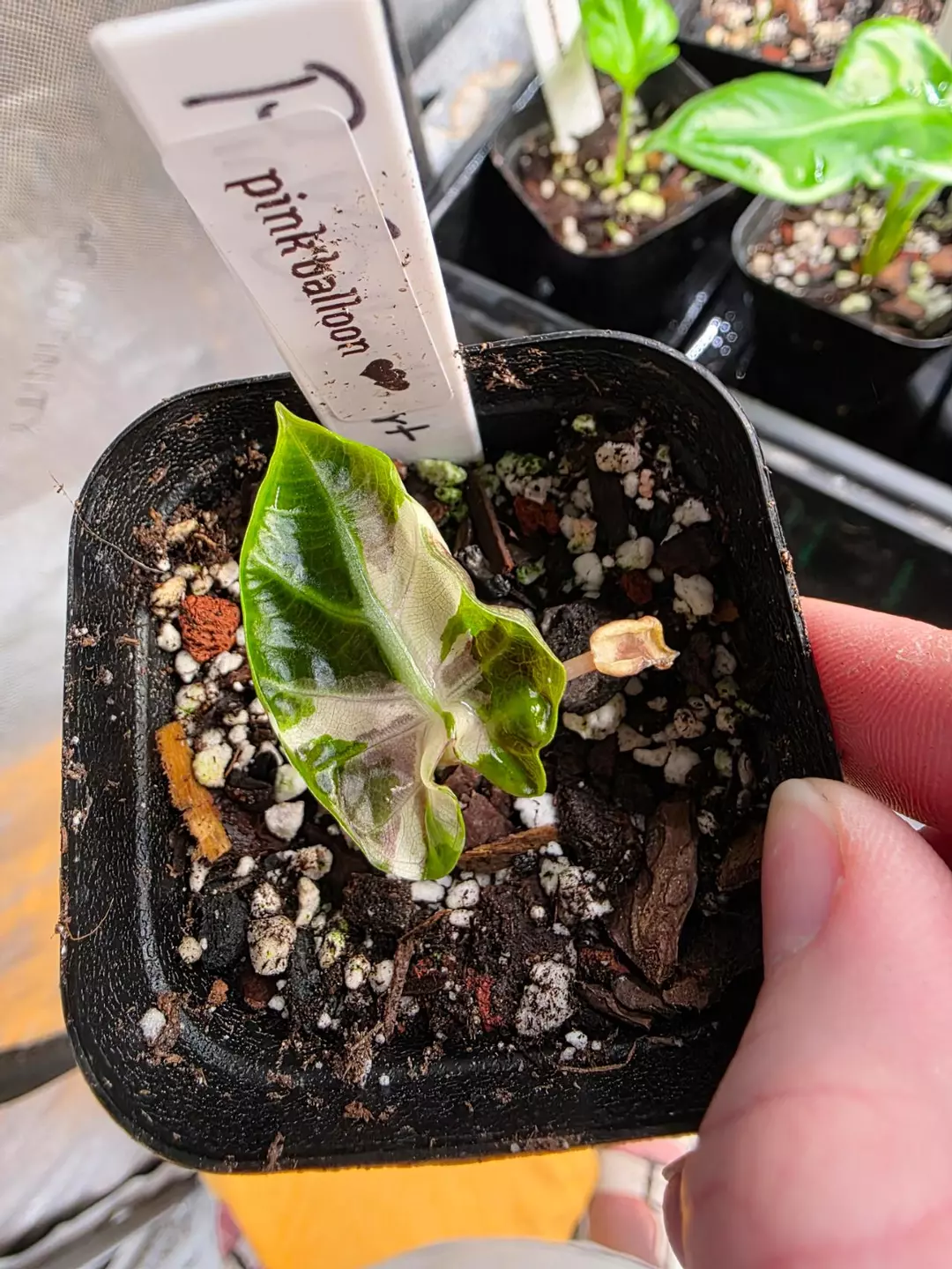 0035 pink balloon heart thumbnail