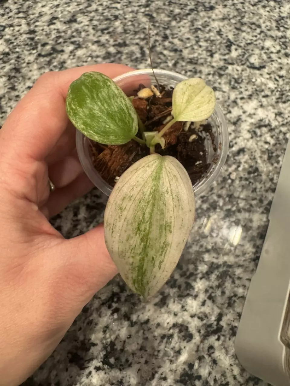 Philodendron Mican Variegated A thumbnail