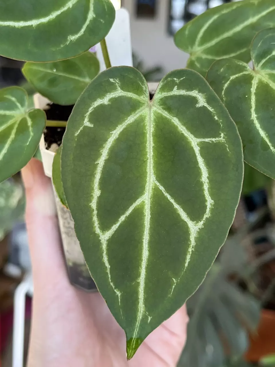 Doc Block F2 x BWM (blistery veins) thumbnail