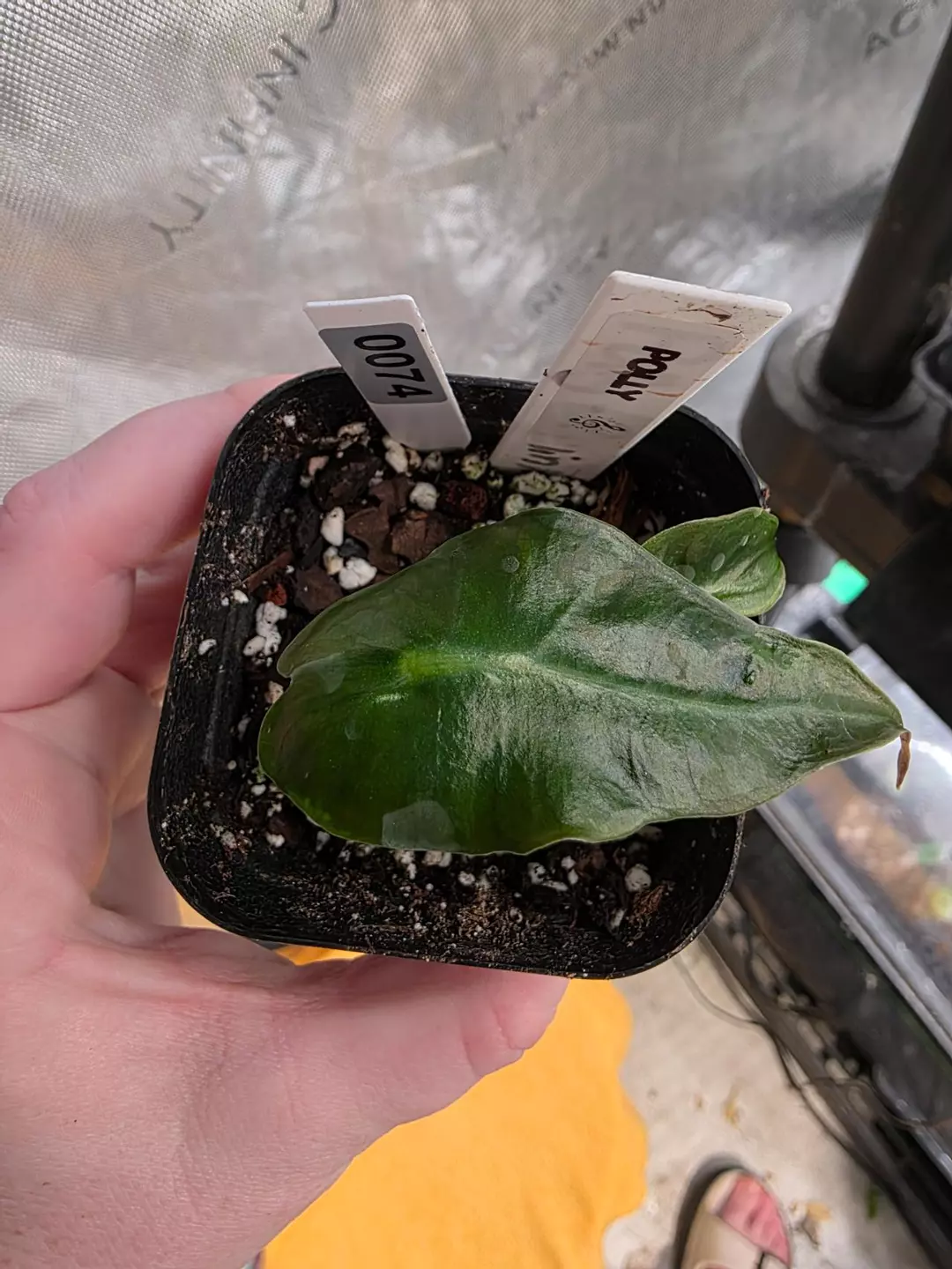 0074 polly pup thumbnail