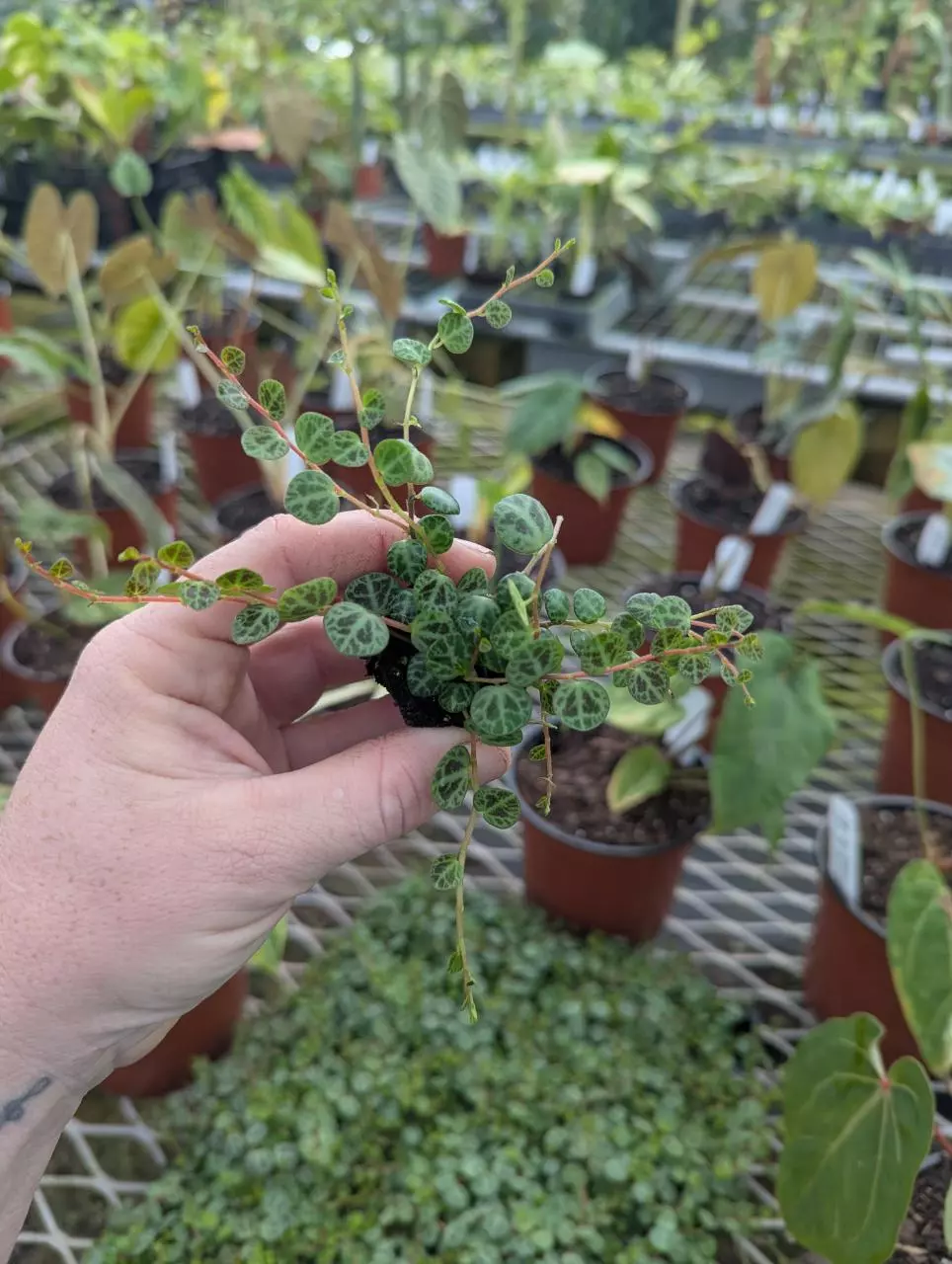 String of Turtles thumbnail