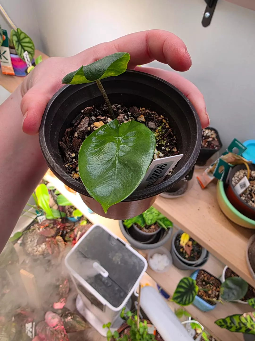 0006 corazon pup thumbnail