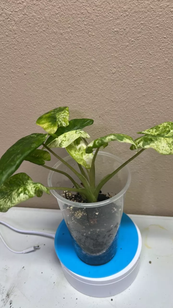 Alocasia Odora Batik thumbnail