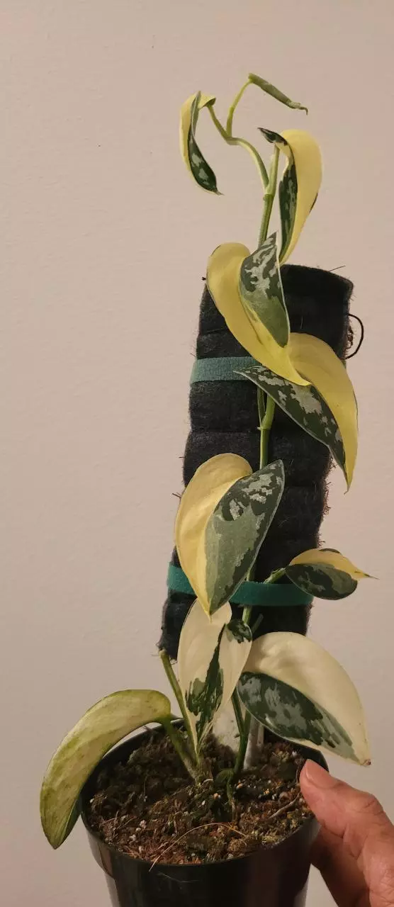 Scindapsus mayari cut thumbnail