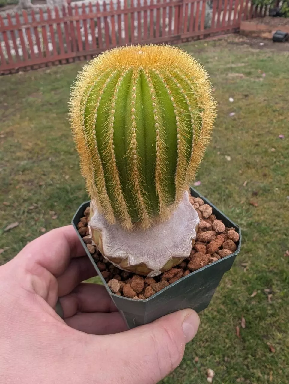 Q400 golden uebelmannia eriocactoides on graft 2.75" pot thumbnail