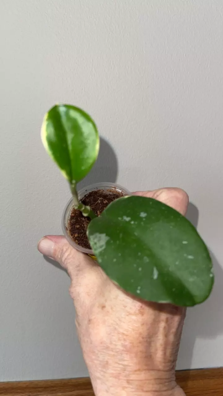 165 Hoya Easo Daklak Albo thumbnail