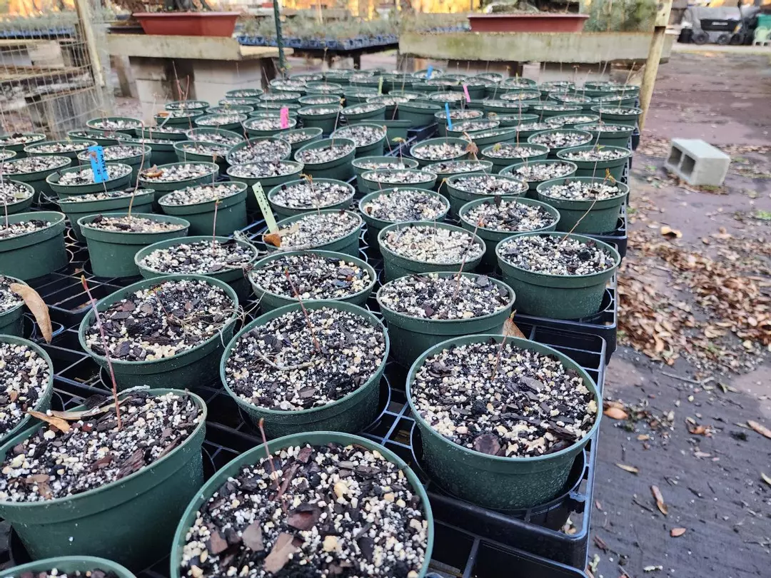 Japanese maple seedlings in 5" pots sellers choice thumbnail