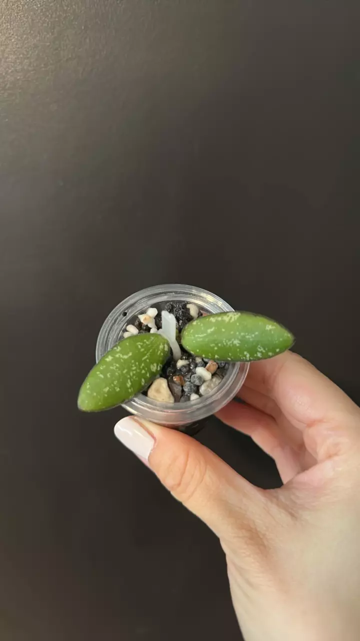 Hoya VL9 variegated 1910 thumbnail