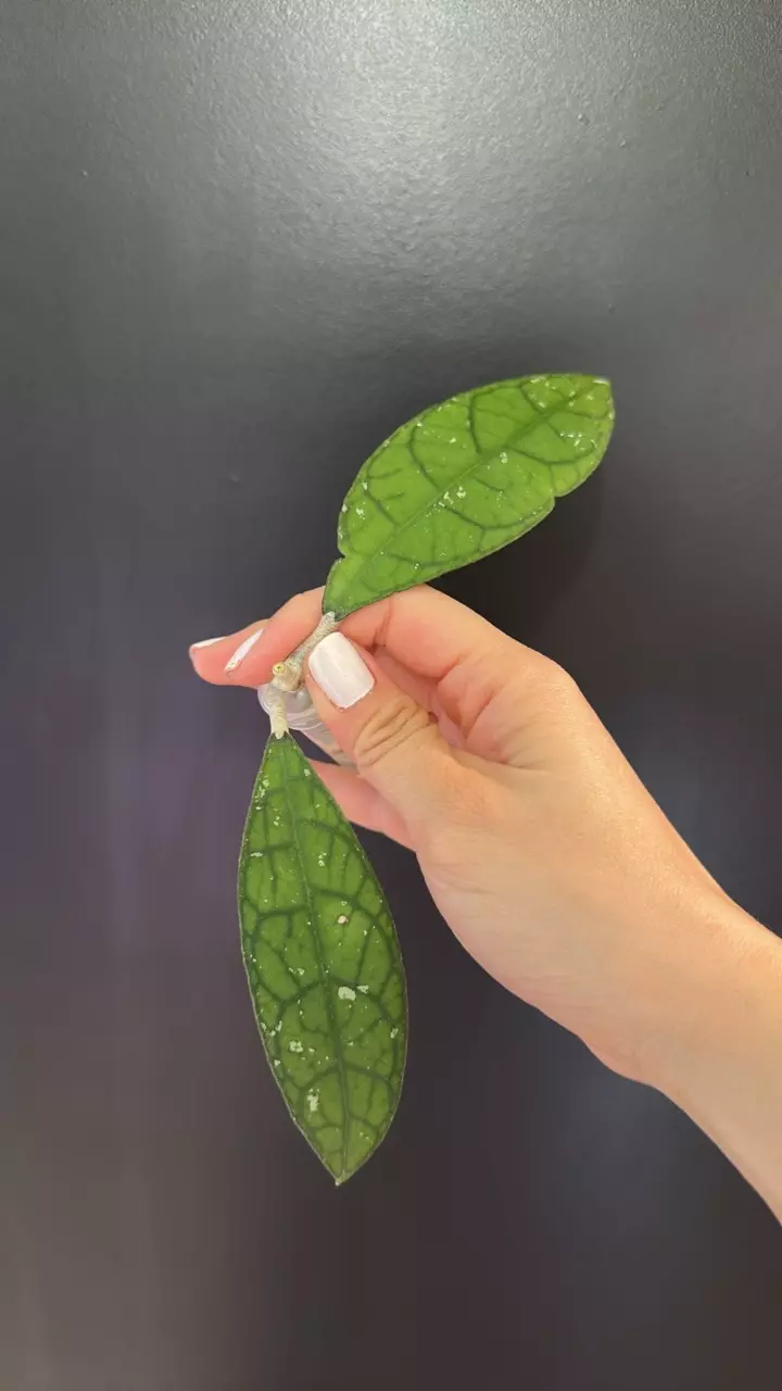 Hoya clemensiorum NOID 717 thumbnail