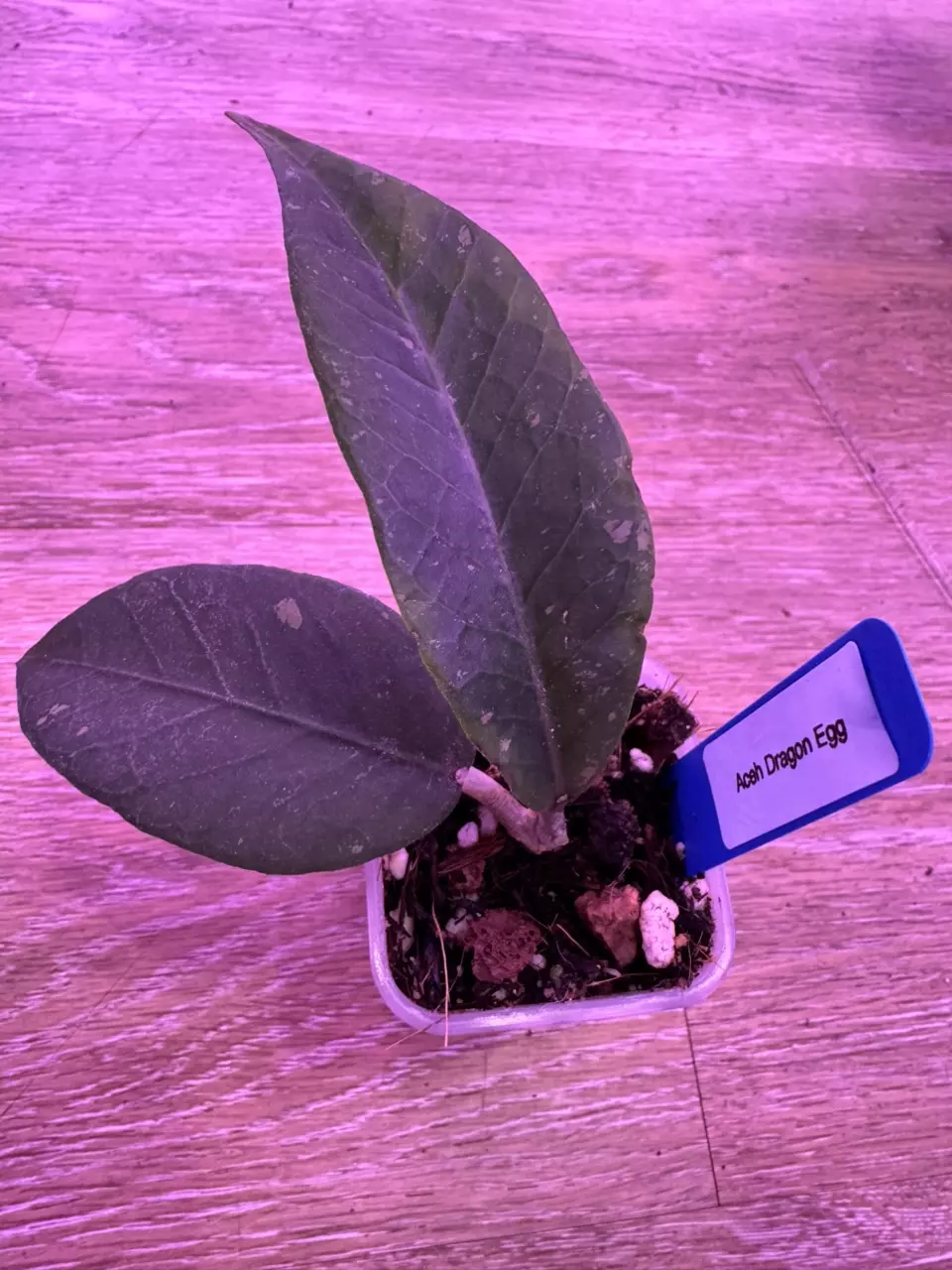 Hoya aceh Dragon egg thumbnail