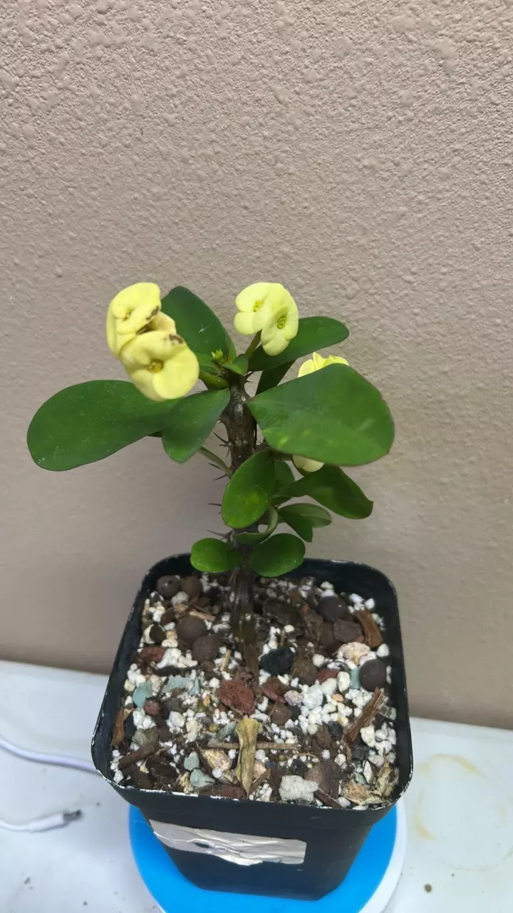 Crown of thorns yellow thumbnail