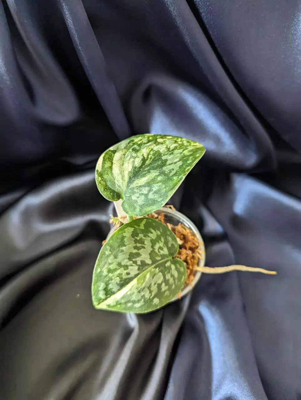 Scindapsus Simbara thumbnail