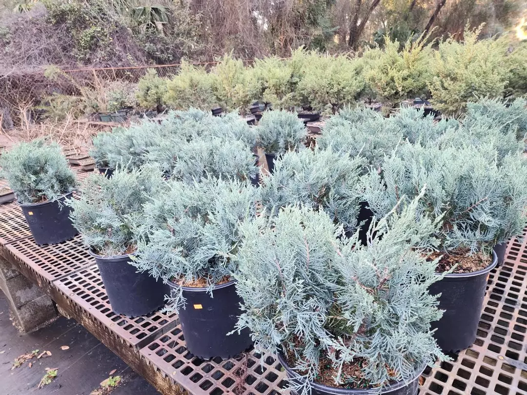 Grey owl Juniper in 3 gallon pots sellers choice thumbnail