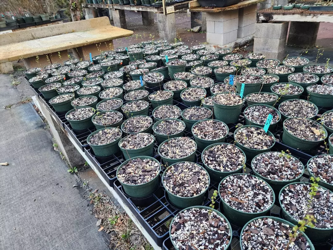 Chinese elm seedlings in 5" pots sellers choice thumbnail